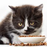 Makanan Kucing Friskies Untuk Kucing Kesayangan Anda