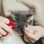 Jangan Sampai Salah! Kesalahan Umum yang Harus Dihindari saat Memotong Kuku Kucing